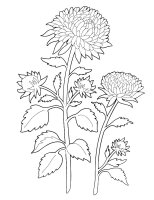 Aster