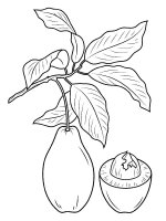 Avocado