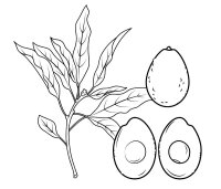 Avocado