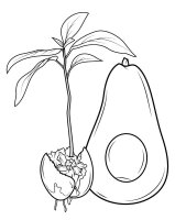 Avocado