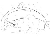 Balena Orca