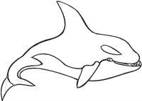 Balena Orca