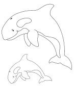 Balena Orca