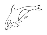 Balena Orca