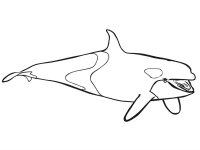 Balena Orca