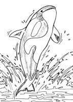 Balena Orca