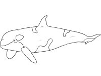 Balena Orca