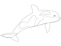 Balena Orca