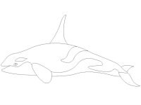 Balena Orca
