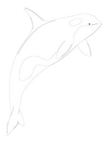 Balena Orca