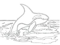 Balena Orca