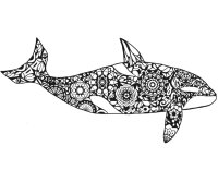 Balena Orca