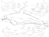 Balena Orca