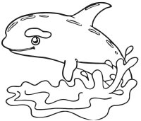 Balena Orca