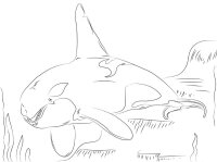 Balena Orca