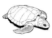 Broasca testoasa