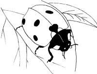 Buburuza