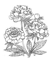 Bujor