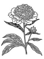Bujor
