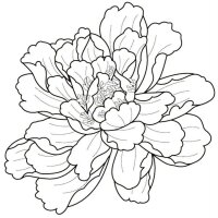 Bujor