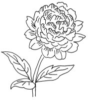 Bujor