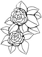 Bujor