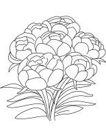 Bujor