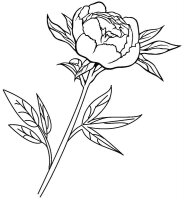 Bujor