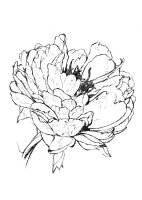 Bujor