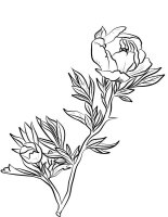 Bujor