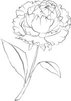 Bujor