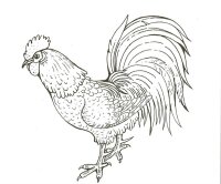 Cocosi