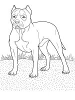 Caine