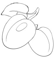 Caise