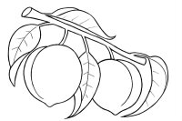 Caise
