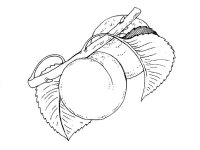 Caise