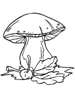 Ciuperci