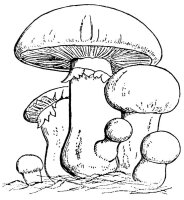 Ciuperca