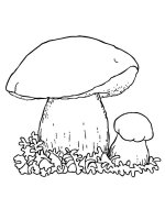 Ciuperca