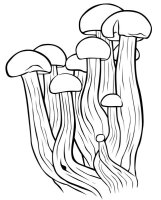 Ciuperca