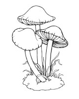 Ciuperca