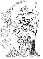Ciuperca