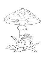 Ciuperca