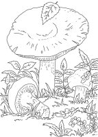Ciuperca
