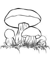 Ciuperca