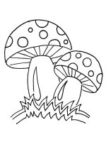 Ciuperca