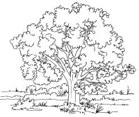 Copac