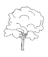Copac