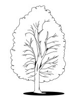 Copac