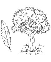 Copac